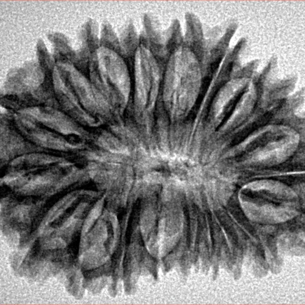 20 Mukhi Rudraksha 31.2mm 4.42gm - Inverse xray
