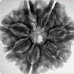 7 Mukhi Rudraksha 26.8mm 6.22gm - Inverse xray