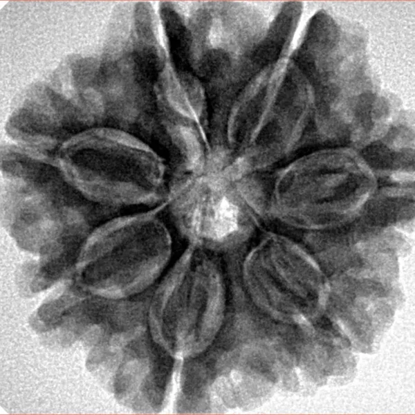 7 Mukhi Rudraksha 26.8mm 6.22gm - Inverse xray