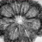 8 Mukhi Rudraksha 35.7mm 7.74gm - Inverse xray
