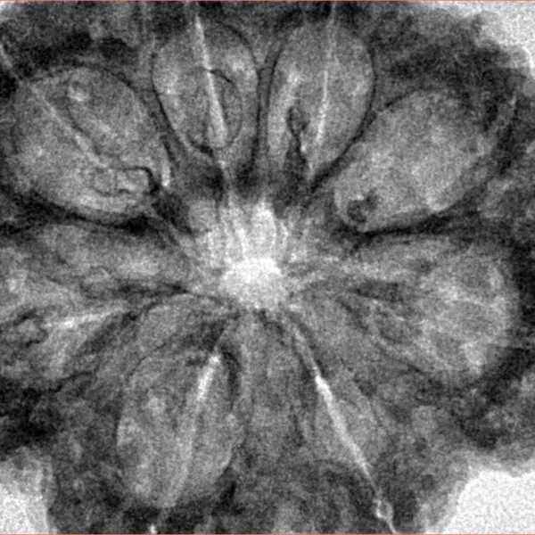 8 Mukhi Rudraksha 35.7mm 7.74gm - Inverse xray