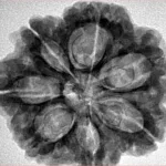 7 Mukhi Rudraksha 28mm 6.5gm - Inverse xray