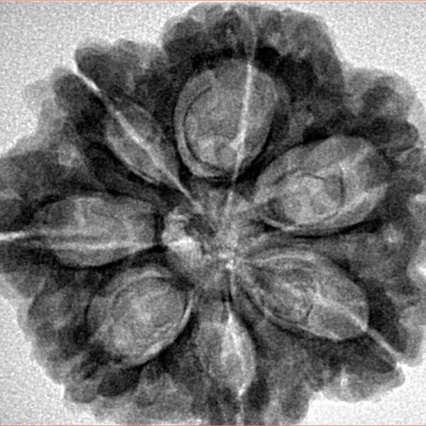 7 Mukhi Rudraksha 28mm 6.5gm - Inverse xray