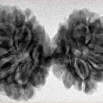 9 MK Gaurishankar 37.6mm 6.56gm - Inverse xray