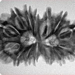 14 Mukhi Gaurishankar 30.8mm 4.74gm - Inverse xray