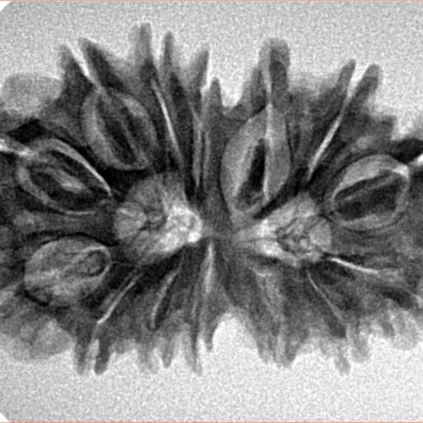 14 Mukhi Gaurishankar 30.8mm 4.74gm - Inverse xray