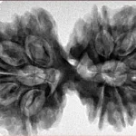 13 Mukhi Gaurishankar 39.3mm 8.79gm - Inverse xray