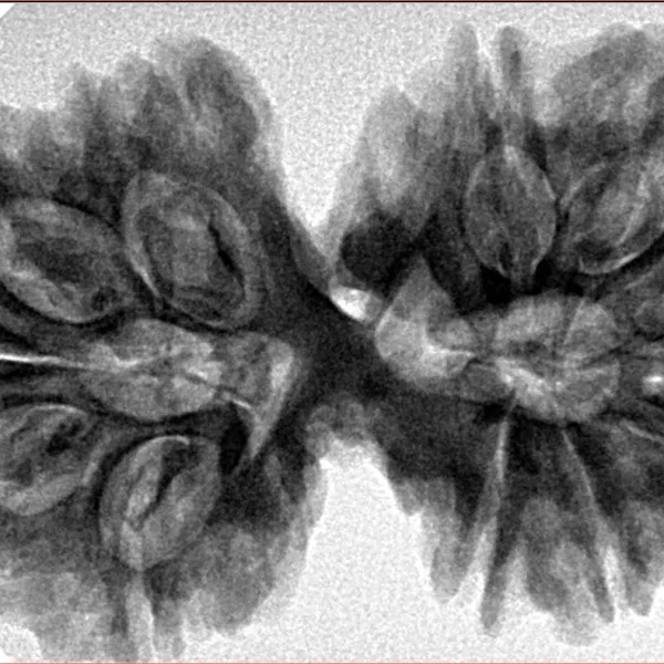 13 Mukhi Gaurishankar 39.3mm 8.79gm - Inverse xray