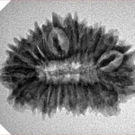 20 Mukhi Rudraksha 26.8mm 3gm - Inverse xray