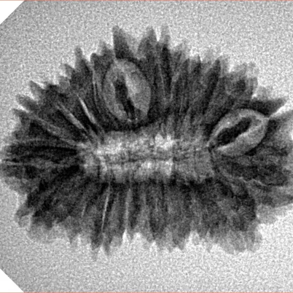 20 Mukhi Rudraksha 26.8mm 3gm - Inverse xray