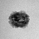 2 Mukhi Rudraksha 13.1mm 0.54gm - Inverse xray