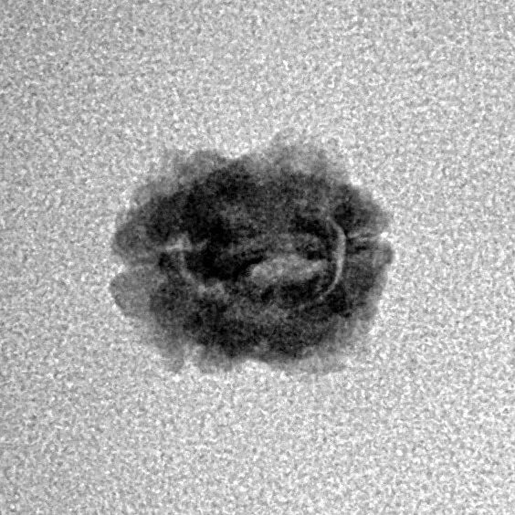 2 Mukhi Rudraksha 13.1mm 0.54gm - Inverse xray