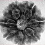 7 Mukhi Rudraksha 26mm 6.57gm - Inverse xray