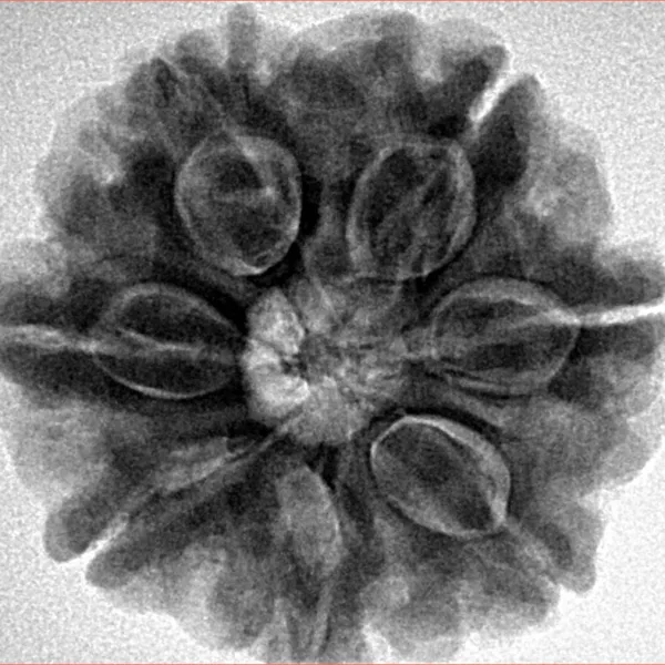 7 Mukhi Rudraksha 26mm 6.57gm - Inverse xray