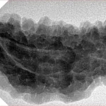 1 Mukhi Rudraksha 36.3mm 5.57gm - Inverse xray