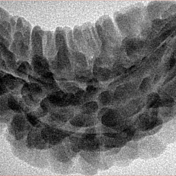 1 Mukhi Rudraksha 34.6mm 5gm - Origin: South India - Inverse xray