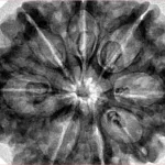 8 Mukhi Rudraksha 33mm 8gm - Inverse xray