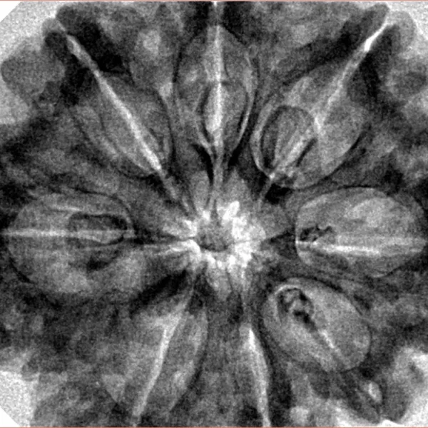 8 Mukhi Rudraksha 33mm 8gm - Inverse xray
