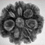 7 Mukhi Rudraksha 26.7mm 5.8gm - Inverse xray