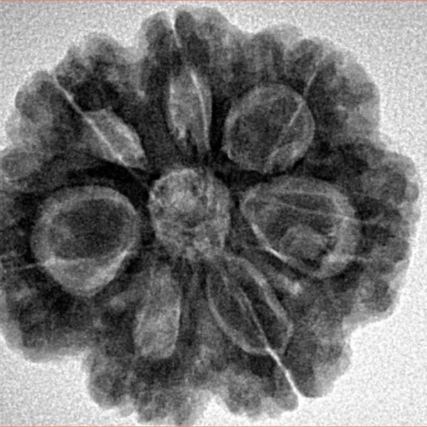 7 Mukhi Rudraksha 26.7mm 5.8gm - Inverse xray