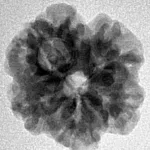 1 Mukhi Rudraksha 19.3mm 2.71gm - Inverse xray