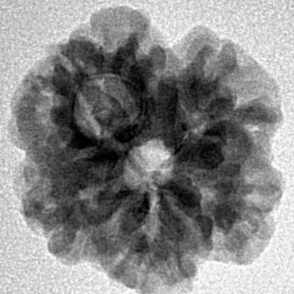 1 Mukhi Rudraksha 19.3mm 2.71gm - Inverse xray
