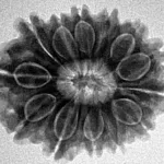 13 Mukhi Rudraksha 25.4mm 4.2gm - Inverse xray