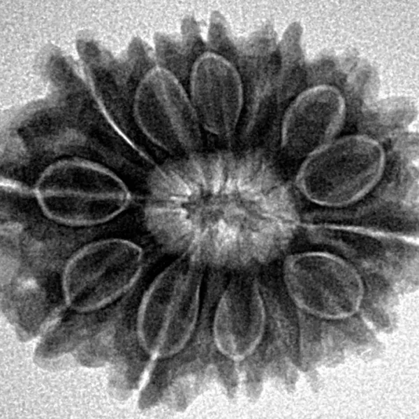 13 Mukhi Rudraksha 25.4mm 4.2gm - Inverse xray