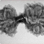 14 Mukhi Mini Trijuti 34.2mm 3.83gm - Inverse xray