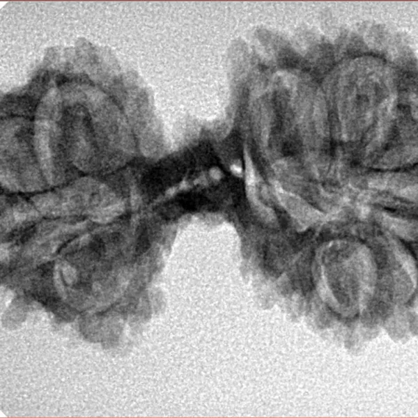 14 Mukhi Mini Trijuti 34.2mm 3.83gm - Inverse xray