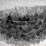 1 Mukhi Rudraksha 36.1mm 5.88gm - Inverse xray