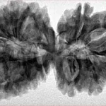 16 Mukhi Gaurishankar 39mm 7.4gm - Inverse xray