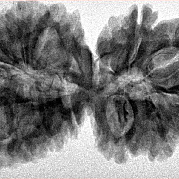 16 Mukhi Gaurishankar 39mm 7.4gm - Inverse xray
