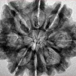 9 Mukhi Rudraksha 29.6mm 5.85gm - Inverse xray