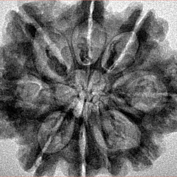 9 Mukhi Rudraksha 29.6mm 5.85gm - Inverse xray