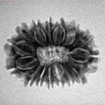 15 Mukhi Rudraksha 23.5mm 2.54gm - Inverse xray