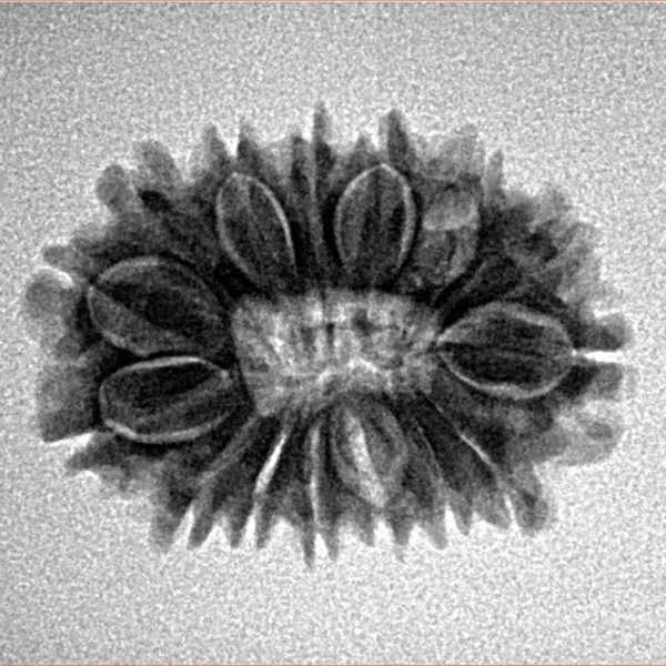 15 Mukhi Rudraksha 23.5mm 2.54gm - Inverse xray