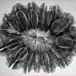14 Mukhi Rudraksha 28.7mm 4.9gm - Inverse xray