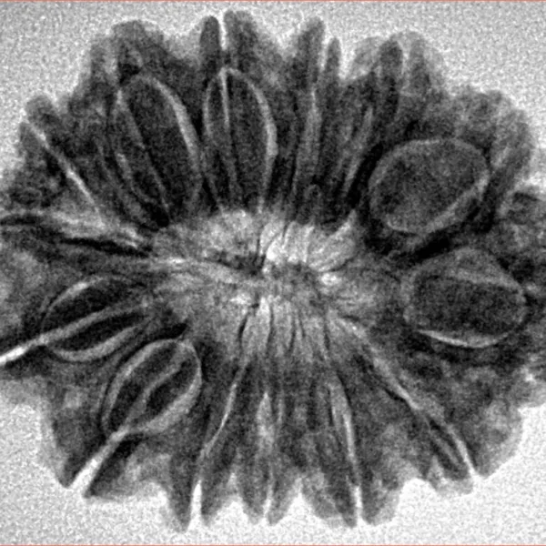 14 Mukhi Rudraksha 28.7mm 4.9gm - Inverse xray