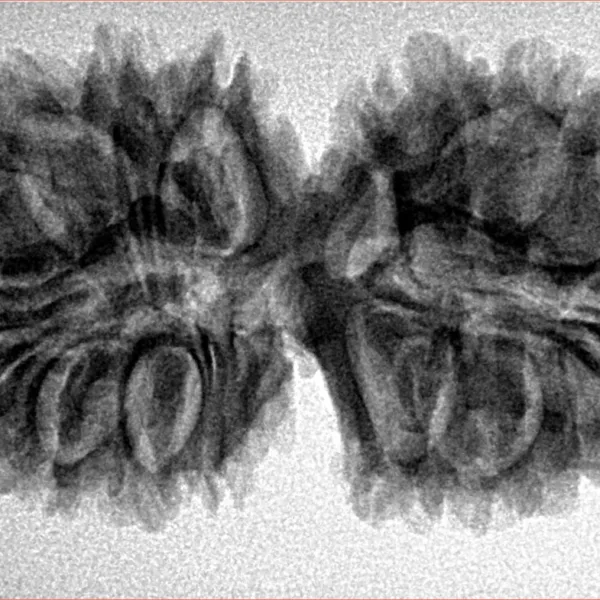 19 MK Gaurishankar 36mm 5.69gm - Inverse xray