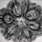 8 Mukhi Rudraksha 29.4mm 5.45gm - Inverse xray