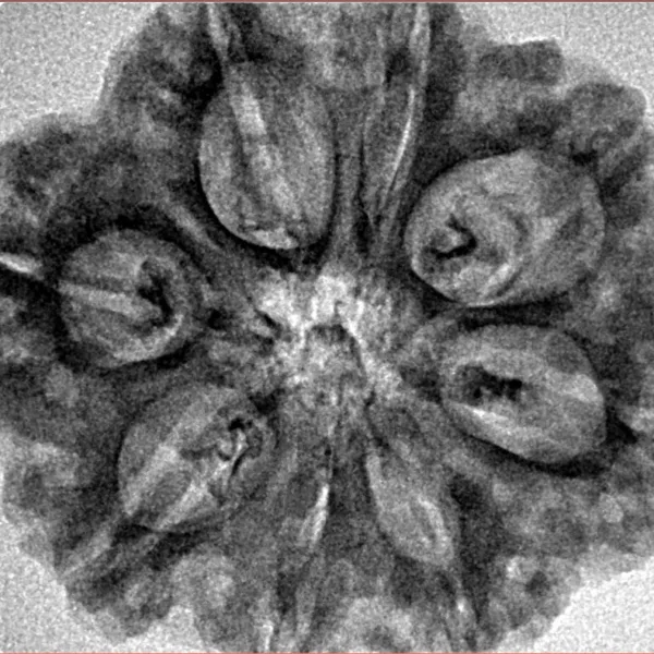 8 Mukhi Rudraksha 29.4mm 5.45gm - Inverse xray
