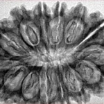 14 Mukhi Rudraksha 34.1mm 6gm - Inverse xray