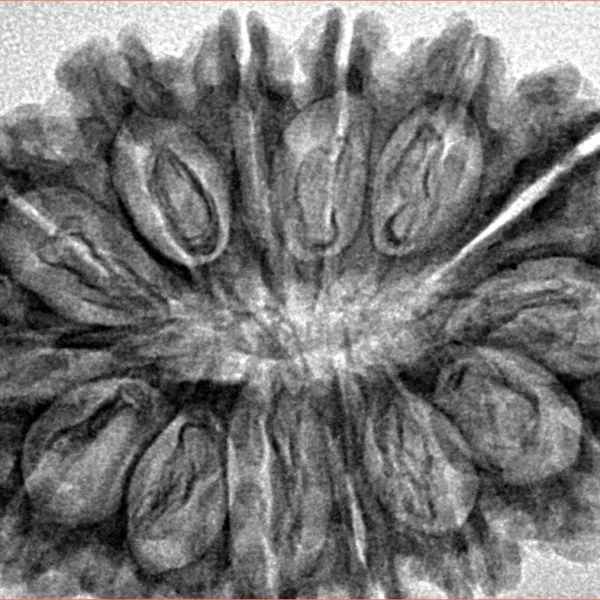 14 Mukhi Rudraksha 34.1mm 6gm - Inverse xray