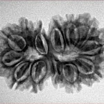 13 Mukhi Gaurishankar 29.7mm 4gm - Inverse xray