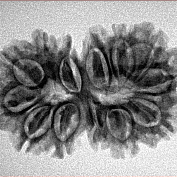 13 Mukhi Gaurishankar 29.7mm 4gm - Inverse xray