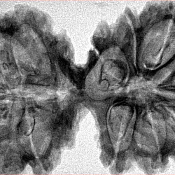 10 Mk Gaurishankar 40mm 8.83gm - Inverse xray