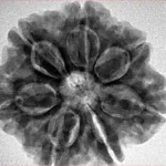 7 Mukhi Rudraksha 27.1mm 6.35gm - Inverse xray
