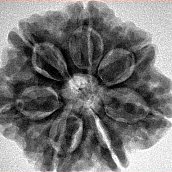 7 Mukhi Rudraksha 27.1mm 6.35gm - Inverse xray