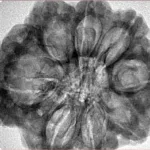 8 Mukhi Rudraksha 31.1mm 7.43gm - Inverse xray